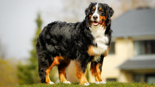 The bernese mountain store dog